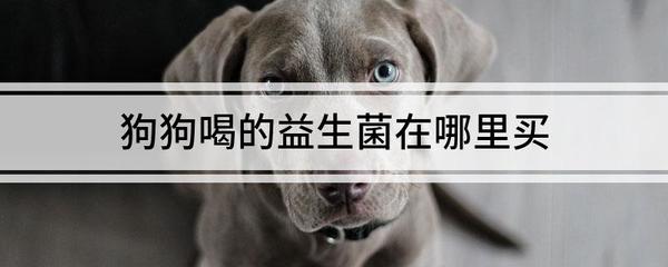 益生菌购真指南与爱犬保健攻略